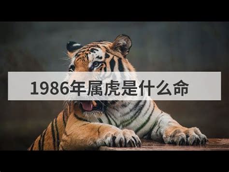 1986年是什么虎|1986年屬虎是什麼命？最全虎命命相批註！